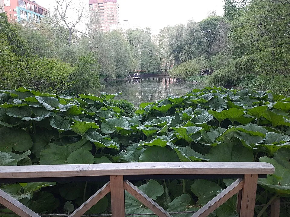 Старинный пруд в Аптекарском огороде